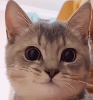 SmirkCat.png